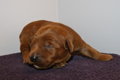 Red Ribbon Boy, week 2, 2lb 5oz