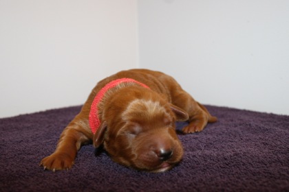 Red Ribbon Boy, week 1, 1lb 3oz