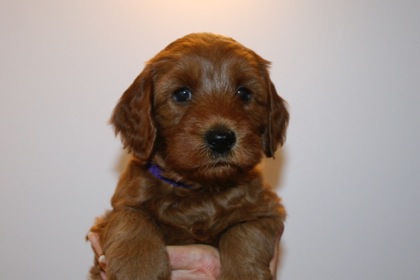 Purple Ribbon Girl, week 5, 7lb 4oz