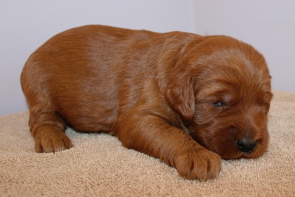 Purple Ribbon Girl, week 3, 3lb 5oz