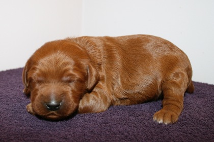 Purple Ribbon Girl, week 2, 2lb 2oz
