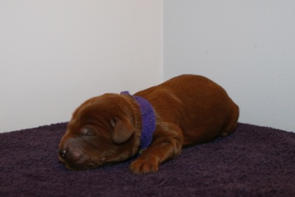 Purple Ribbon Girl, week 1, 1lb 2oz