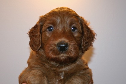 Purple Ribbon Boy, week 5, 7lb 3oz