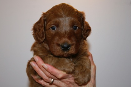 Purple Ribbon Boy, week 4, 5lb 10oz
