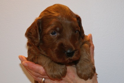 Purple Ribbon Boy, week 3, 4lb 3oz