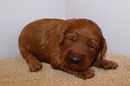 Purple Ribbon Boy, week 3, 2lb 14oz