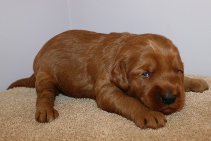 Teal Ribbon Girl, week 3, 2lb 12oz