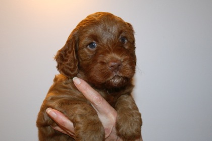 Green Ribbon Girl, week 5, 5lb 15oz