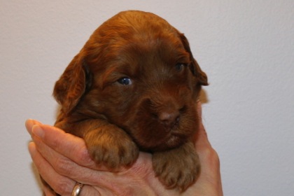 Green Ribbon Girl, week 3, 3lb 14oz