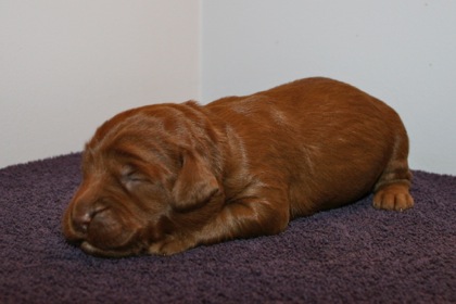 Green Ribbon Girl, week 2, 1lb 11oz