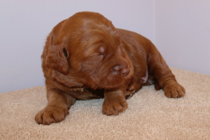 Green Ribbon Boy, week 3, 3lb 2oz