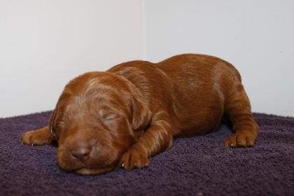 Green Ribbon Boy, week 2, 2lb