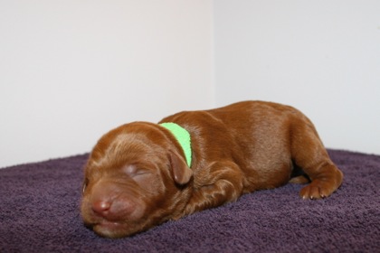 Green Ribbon Boy, week 1, 1lb 1oz