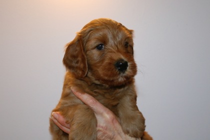 Blue Ribbon Girl, week 5, 6lb 9oz
