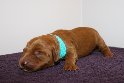 Teal Ribbon Girl, week 1, 1lb