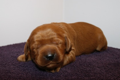 Blue Ribbon Girl, week 2, 1lb 12oz