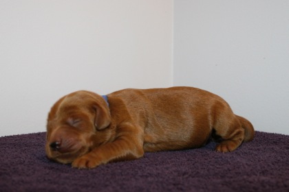 Blue Ribbon Girl, week 1, 1lb