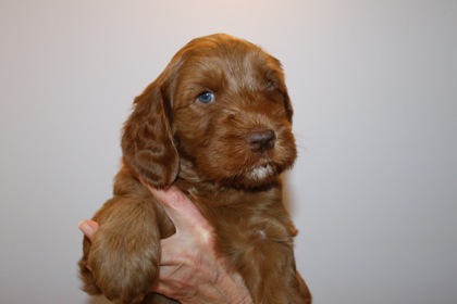 Blue Ribbon Boy, week 5, 8lb 11oz