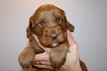 Blue Ribbon Boy, week 4, 6lb 9oz