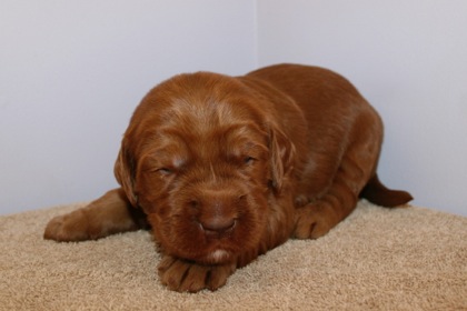 Blue Ribbon Boy, week 3, 2lb 14oz