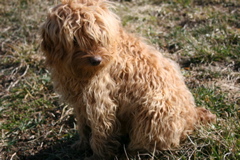 Picture of Australian Labradoodle