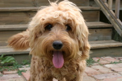 Picture of Australian Labradoodle