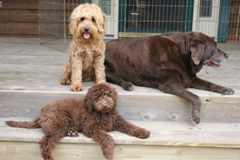 Picture of Australian Labradoodle