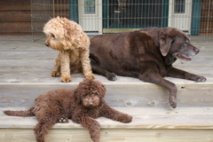 Picture of Australian Labradoodle