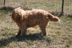 Picture of Australian Labradoodle