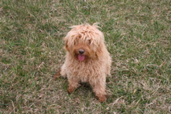 Picture of Australian Labradoodle