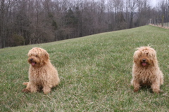 Picture of Australian Labradoodle