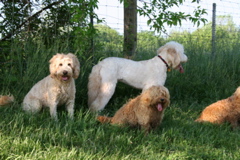 Picture of Australian Labradoodle
