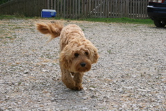 Picture of Australian Labradoodle