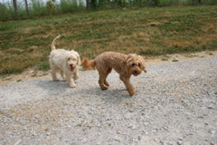 Picture of Australian Labradoodle