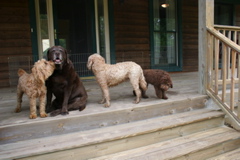 Picture of Australian Labradoodle