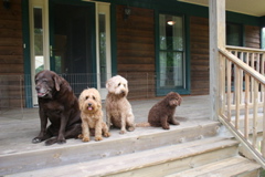 Picture of Australian Labradoodle