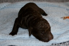 Blue Boy, week 1, 1lb 5oz<br>
 