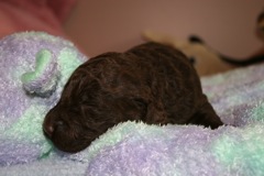 Blue Boy, week 2, 2lb 4oz<br>
 