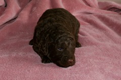 Purple Girl, week 3, 3lb 4oz<br>
 