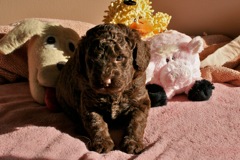 Purple Girl, week 4, 4lb 10 oz<br>
 