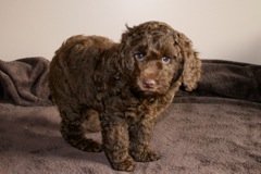Purple Girl, week 7<br>
 