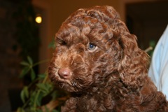Purple Girl, week 8<br>
 