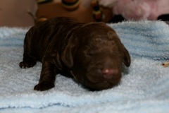 Red Boy, week 1, 1lb 4oz<br>
 