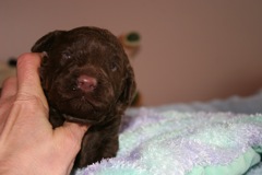 Red Boy, week 2, 2lb 3oz<br>
 