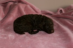 Red Boy, week 3, 3lb 1oz<br>
 