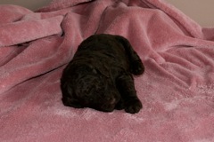 Blue Boy, week 3,  3lb 4oz<br>
 