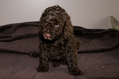 Red Boy, week 6, 5lb 8oz<br>
 