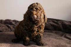 Red Boy, week 7<br>
 