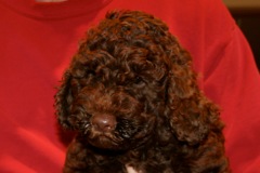 Red Boy, week 8<br>
 