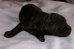 Teal Girl, week 1, 1lb 8oz<br>
 